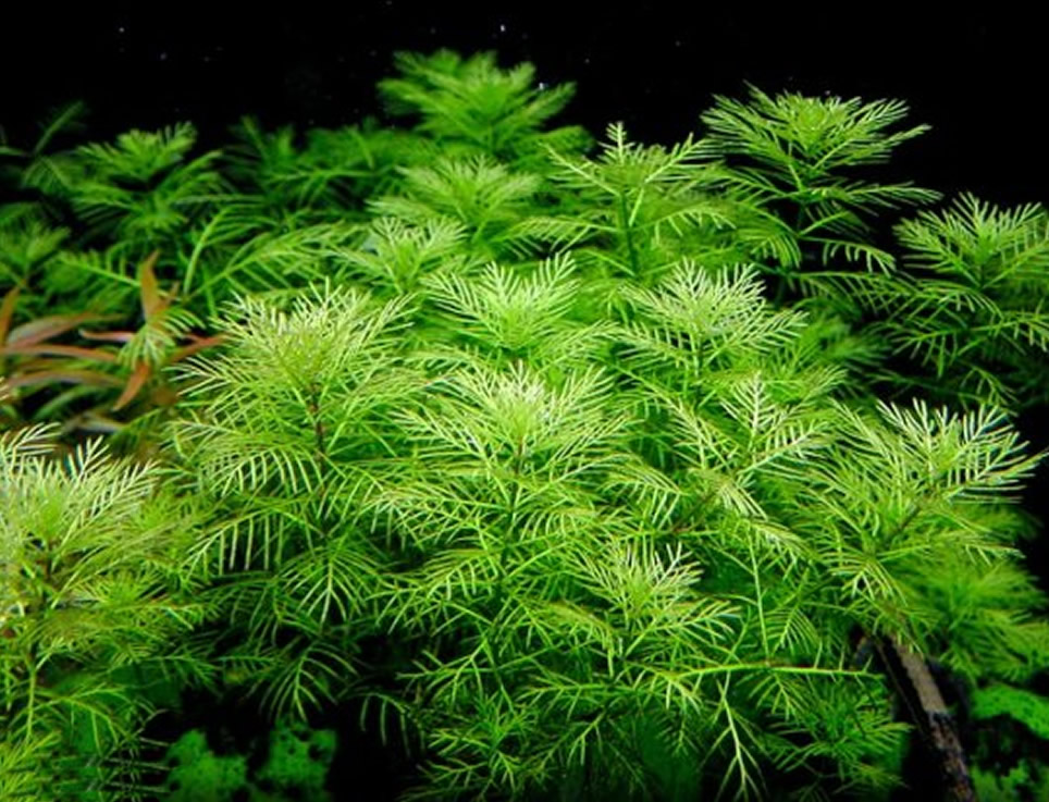 Acuarios Plantados - Myriophyllum Sp.