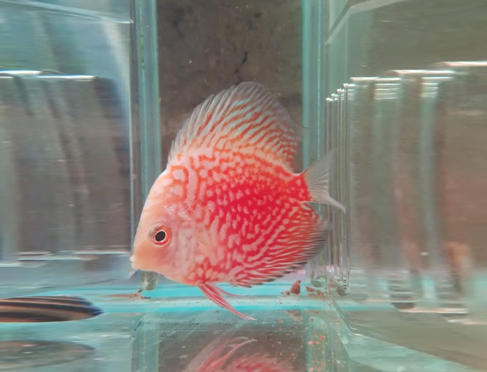 Stardust Discus - Acuarios Plantados