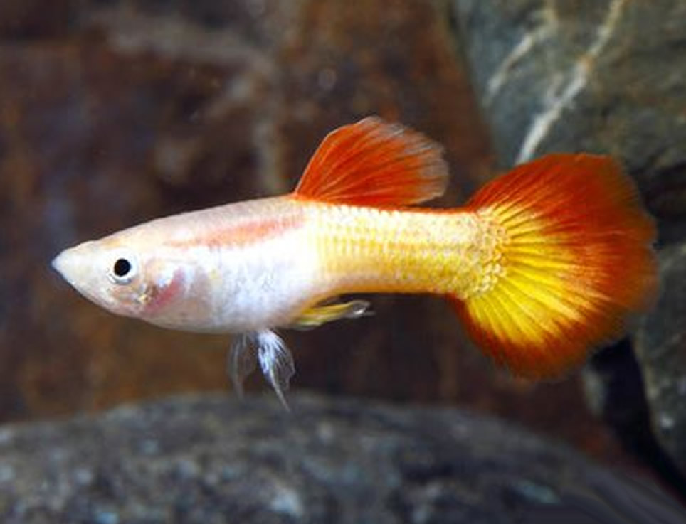 Sunset Guppy - Acuarios Plantados