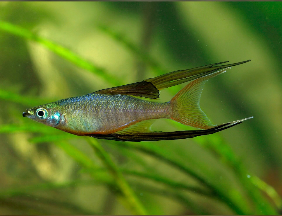 Threadfin Rainbowfish Acuarios Plantados