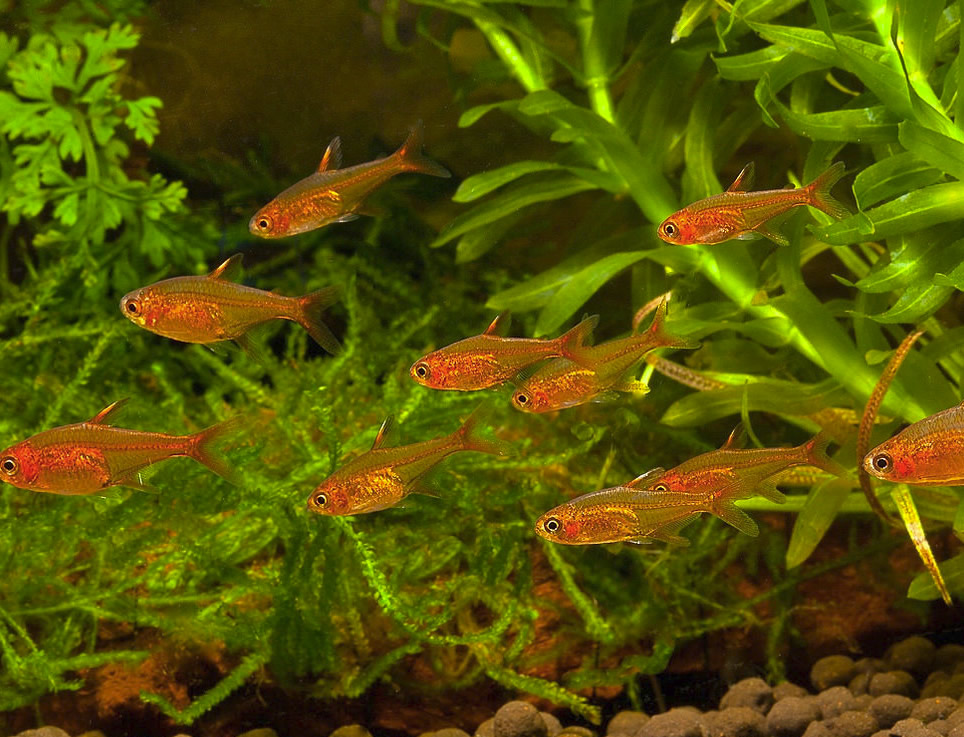 neon and ember tetras price