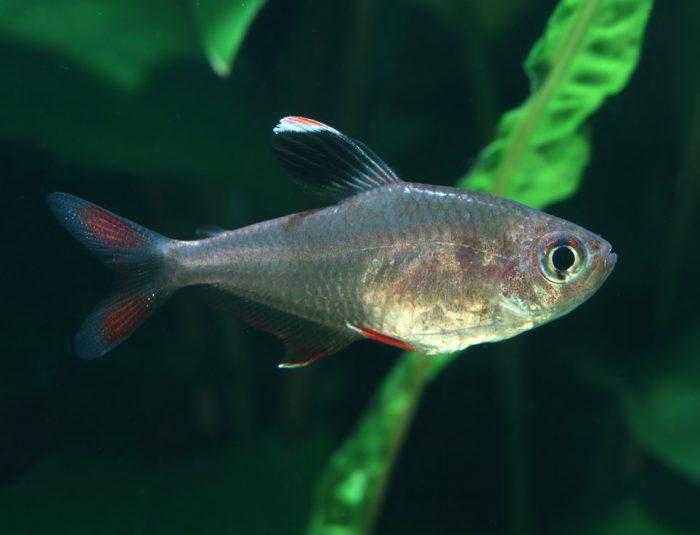 Red Phantom Acuarios Plantados