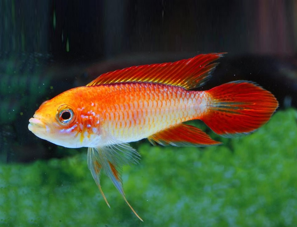 Apistogramma agassizii fire red - Acuarios Plantados