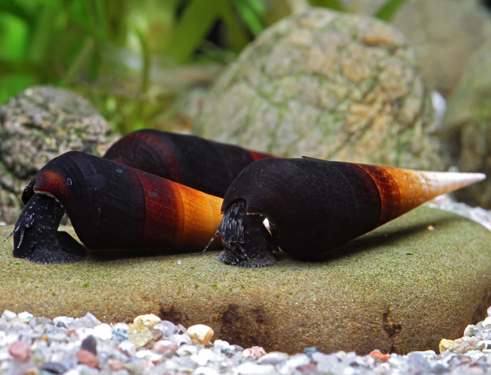 Tylomelania sp. - Acuarios Plantados