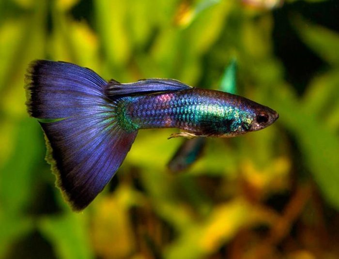 Tuxedo purple Guppy - Acuarios Plantados