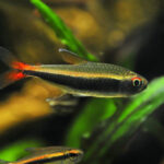 Hyphessobrycon_Loretoensis.jpg