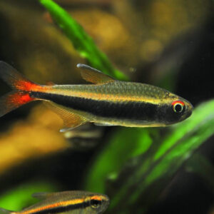 Hyphessobrycon Loretoensis Hyphessobrycon Loretoensis