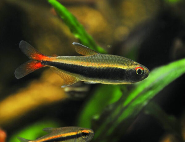 Hyphessobrycon_Loretoensis.jpg