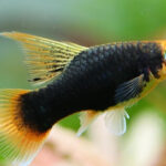 Platy_Black_Hi_Fin.jpg