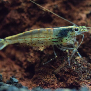 Camaron Amano - Image 4