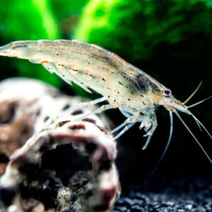 Camaron Amano - Image 3