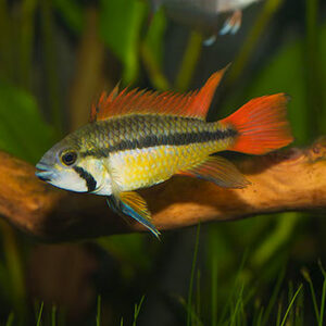 Apistogramma cacatuoides triple red