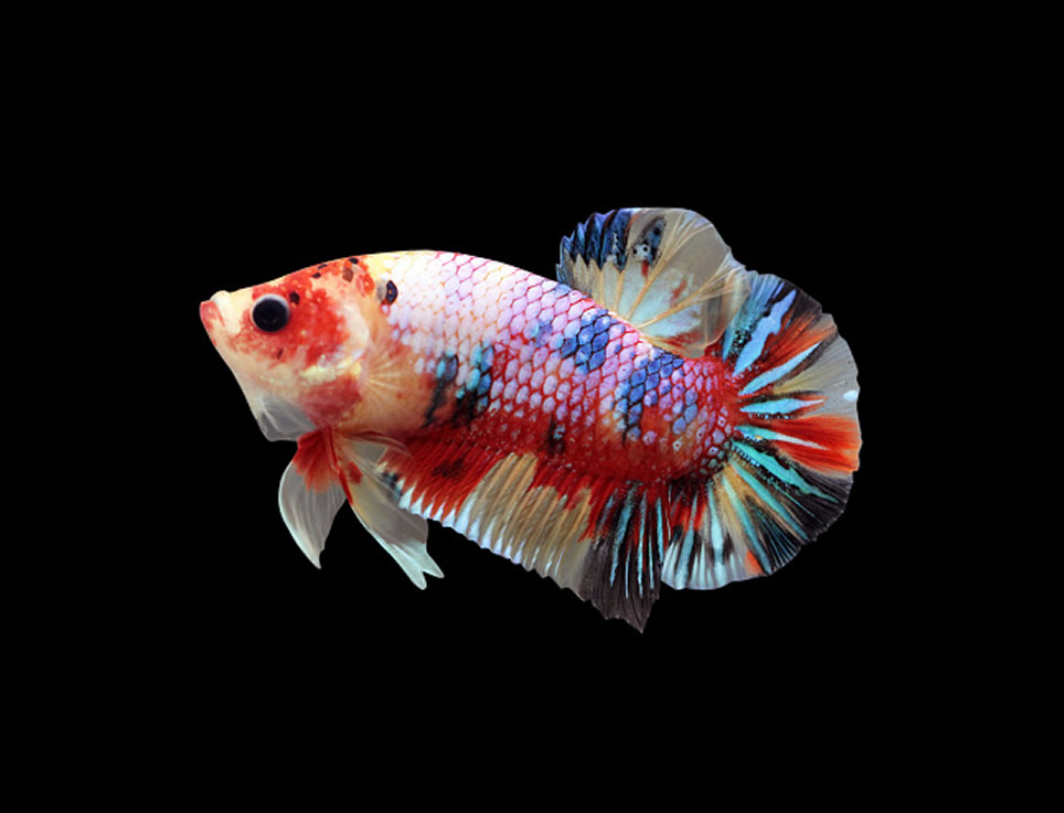 Candy koi betta on sale price