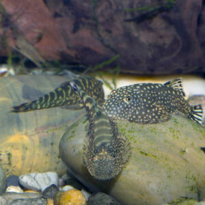 Borneo Sucker - Image 3