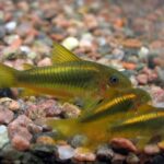 Corydora melanotaenia