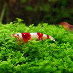 Crystal Red Shrimp (CRS)