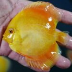 Golden discus