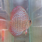 discus_green_spotted.jpg