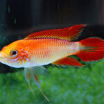 Apistogramma agassizii fire red macho