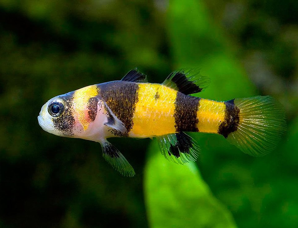 Acuarios Plantados - Gobio Avispa