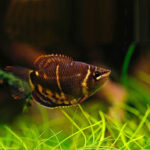 gourami_chocolate.jpg