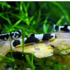 Yaoshania pachychilus