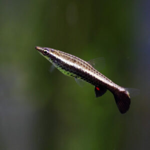 Nannostomus Eques Nannostomus Eques