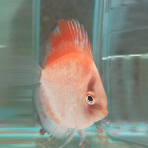 Discus Red Calico