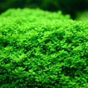 Hemianthus Callitrichoides "Cuba" - Image 3