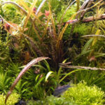 Cryptocoryne Balansae