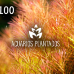 p-1994-tarjeta_regalo_100_acuarios_plantados.png