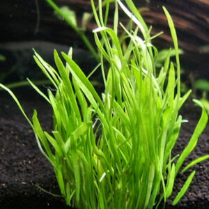 Lilaeopsis Novae Zelandiae - Image 3