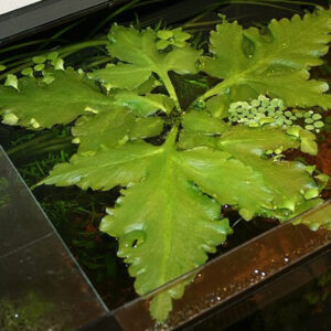 Ceratopteris Pteridoides - Image 4