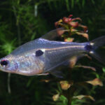 Phenacogaster Tegatus