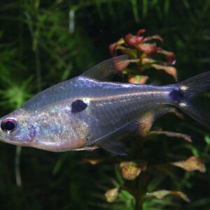 Phenacogaster Tegatus