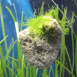 Piedra Avatar - Image 3