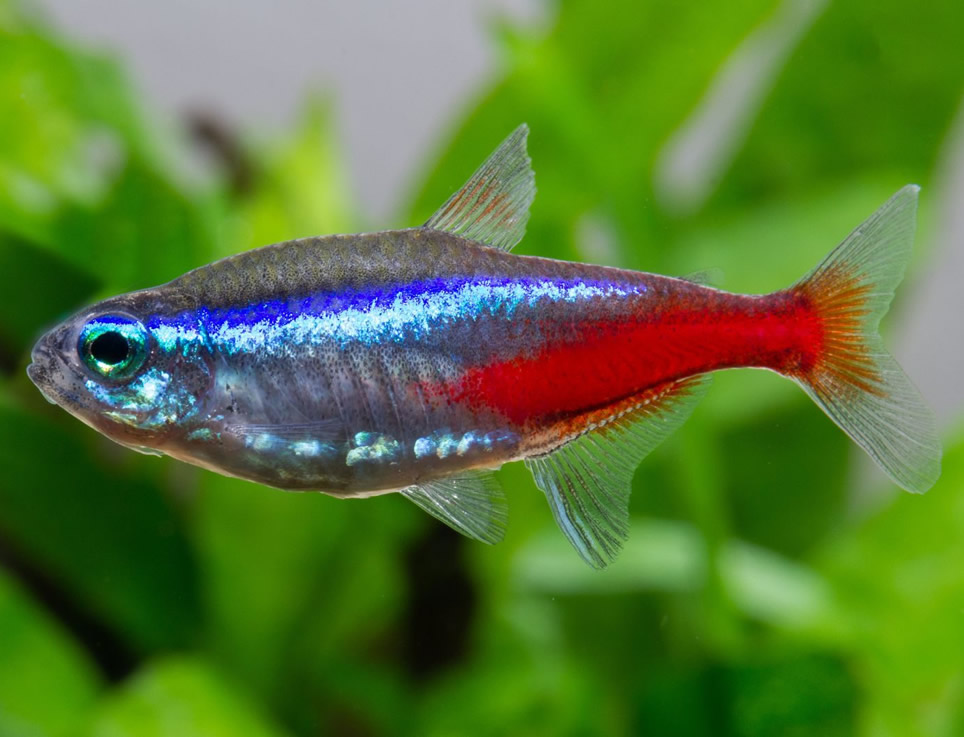 Albino Neon Tetra (Paracheirodon innesi) - Dan's Fish