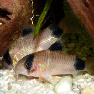 Corydora Panda - Image 3