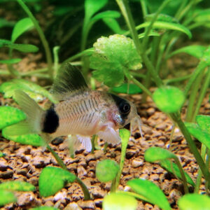 Corydora Panda - Image 4