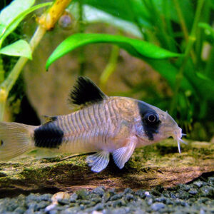 Corydora Panda - Image 5