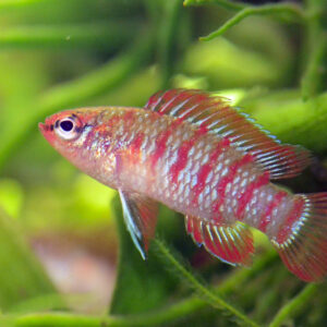 Dario Dario - Image 3