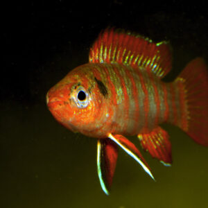 Dario Dario - Image 4