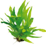 Microsorum Pteropus Gigantea