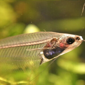 Gato Cristal - Image 3