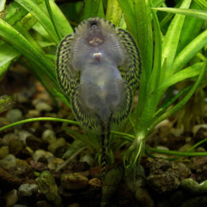 Sewella lineolata - Image 4