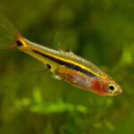 Blue Line Rasbora1