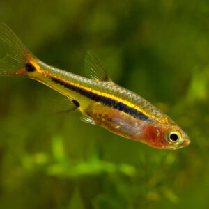 Blue Line Rasbora1