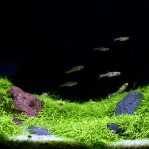 Utricularia Graminifolia - Image 3