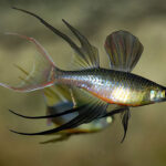 p-2909-threadfin_rainbowfish.jpg