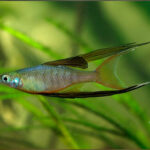 p-2909-threadfin_rainbowfish2.jpg
